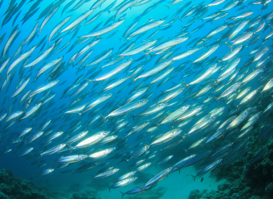 Omega-3: la guida completa per la salute e il benessere del tuo cane