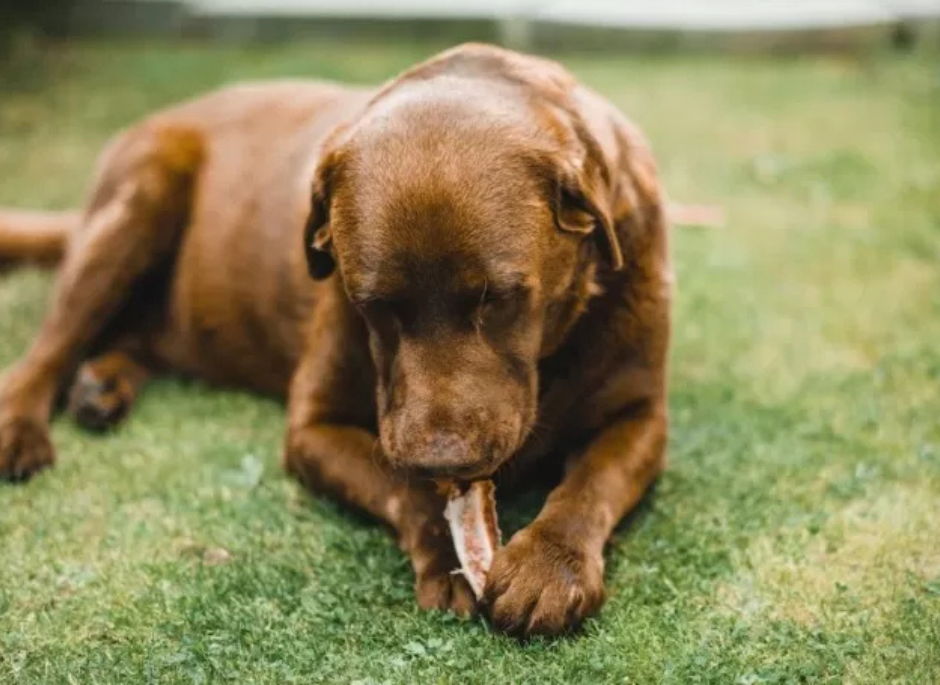 Bilanciare calcio e fosforo in una dieta naturale per cani